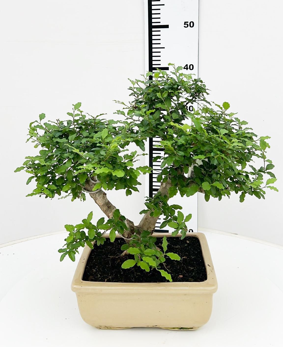 Ligustrum sinense, pot 22 cm , height 40cm. with driptray. (single item), D 22