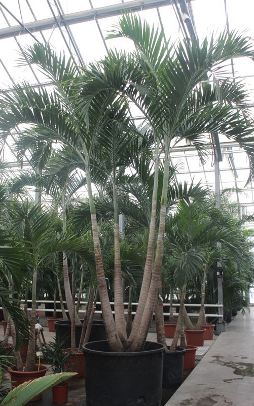 Veitchia merrillii 4pp, D 120