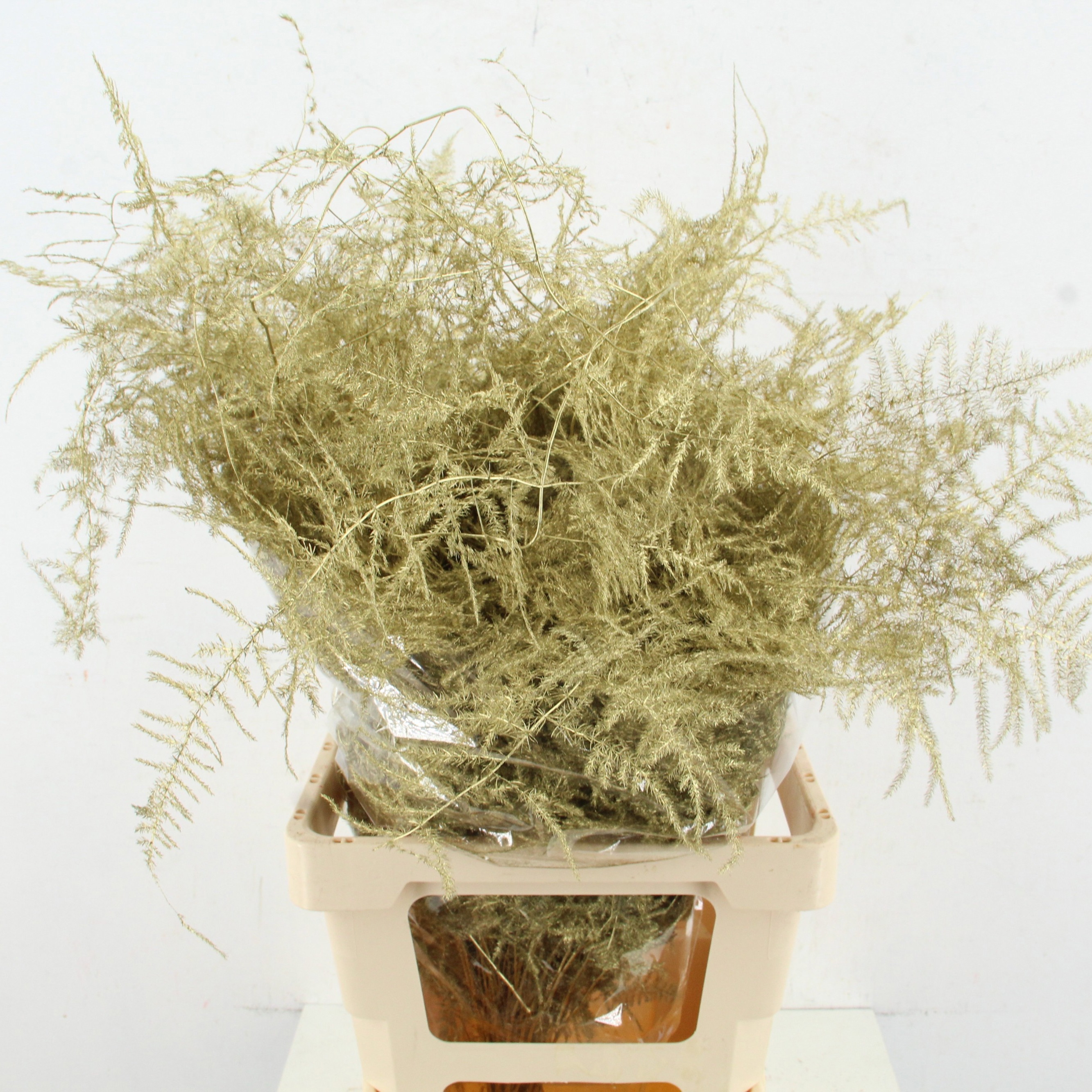 Аспарагус Овериг Крашеный (краш. ) 60, шт.