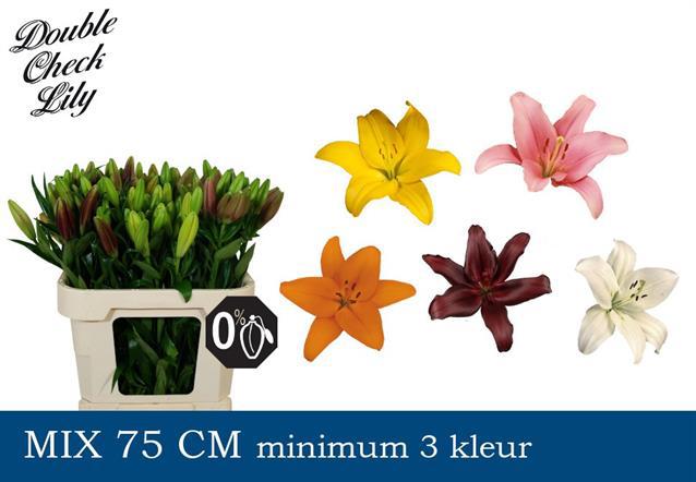 Лилия Азиатка Микс в баке 75, шт.