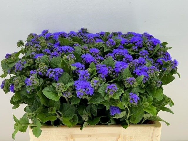 Агератум Блю Горизонт 60 (син.), шт.