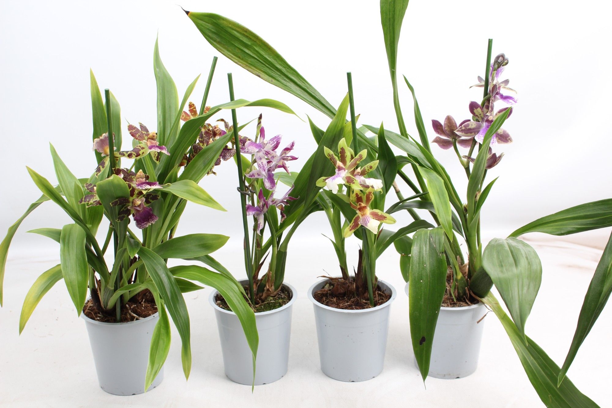 Zygopetalum A2 mix 12 cm, D 12