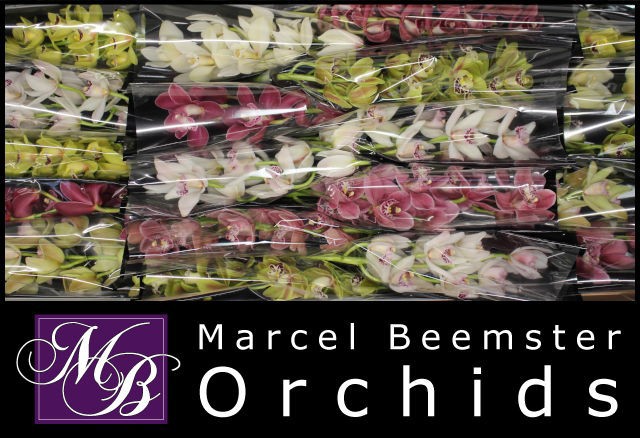 Цимбидиум мини Микс x20 40, шт.