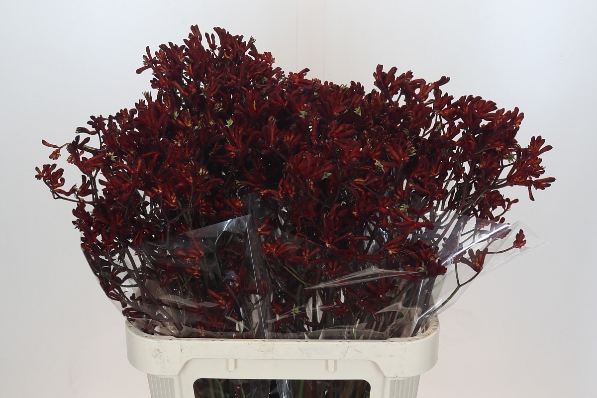 Анигозантус Баш Руби 80, шт.