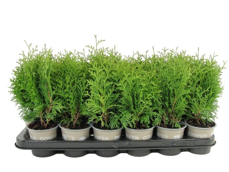 Thuja occidentalis 'Holmstrup', D 9