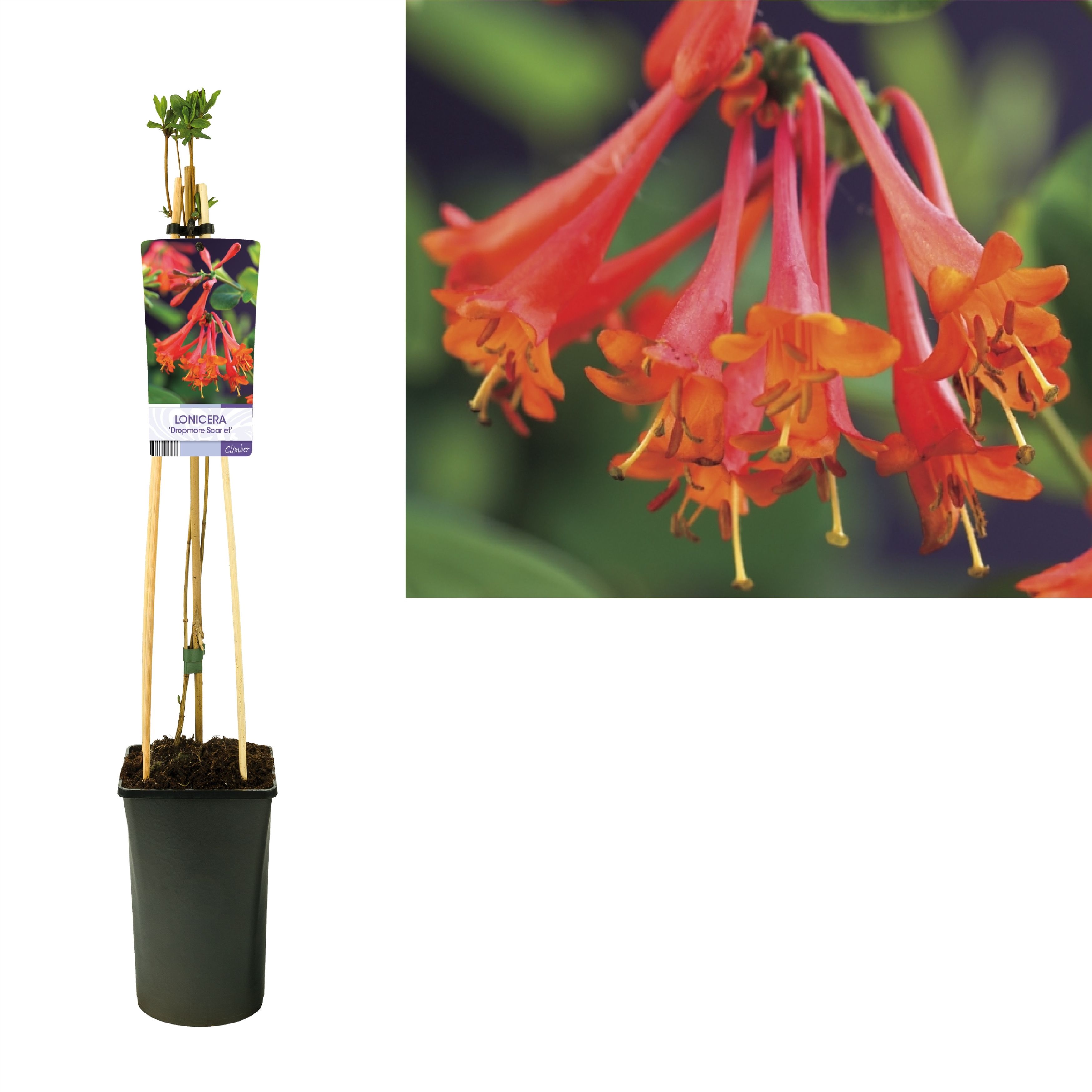 Lonicera 'Dropmore Scarlet' +light label, D 17