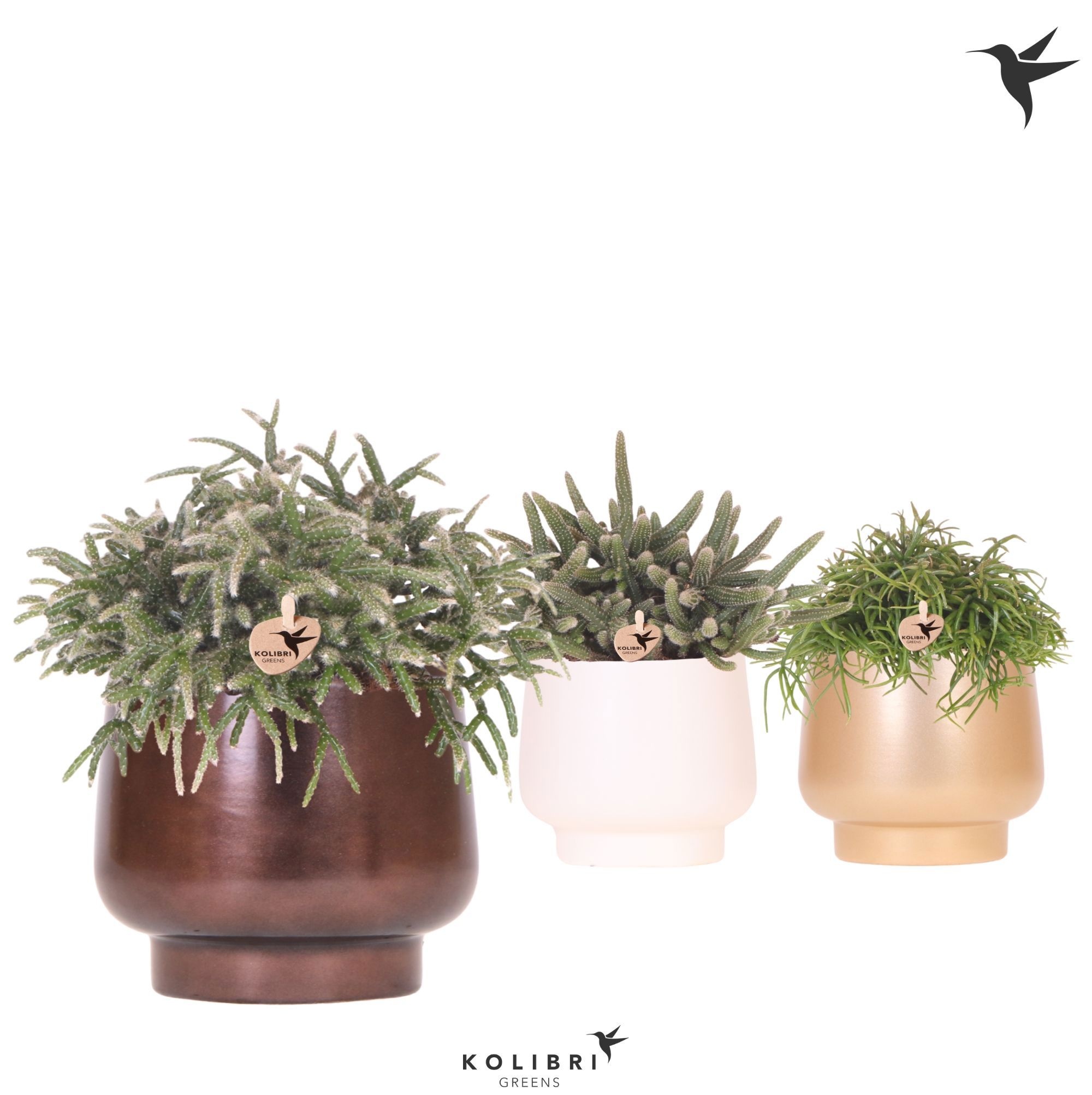 Kolibri Greens Rhipsalis mix in Scandic pot gold mix, D 12