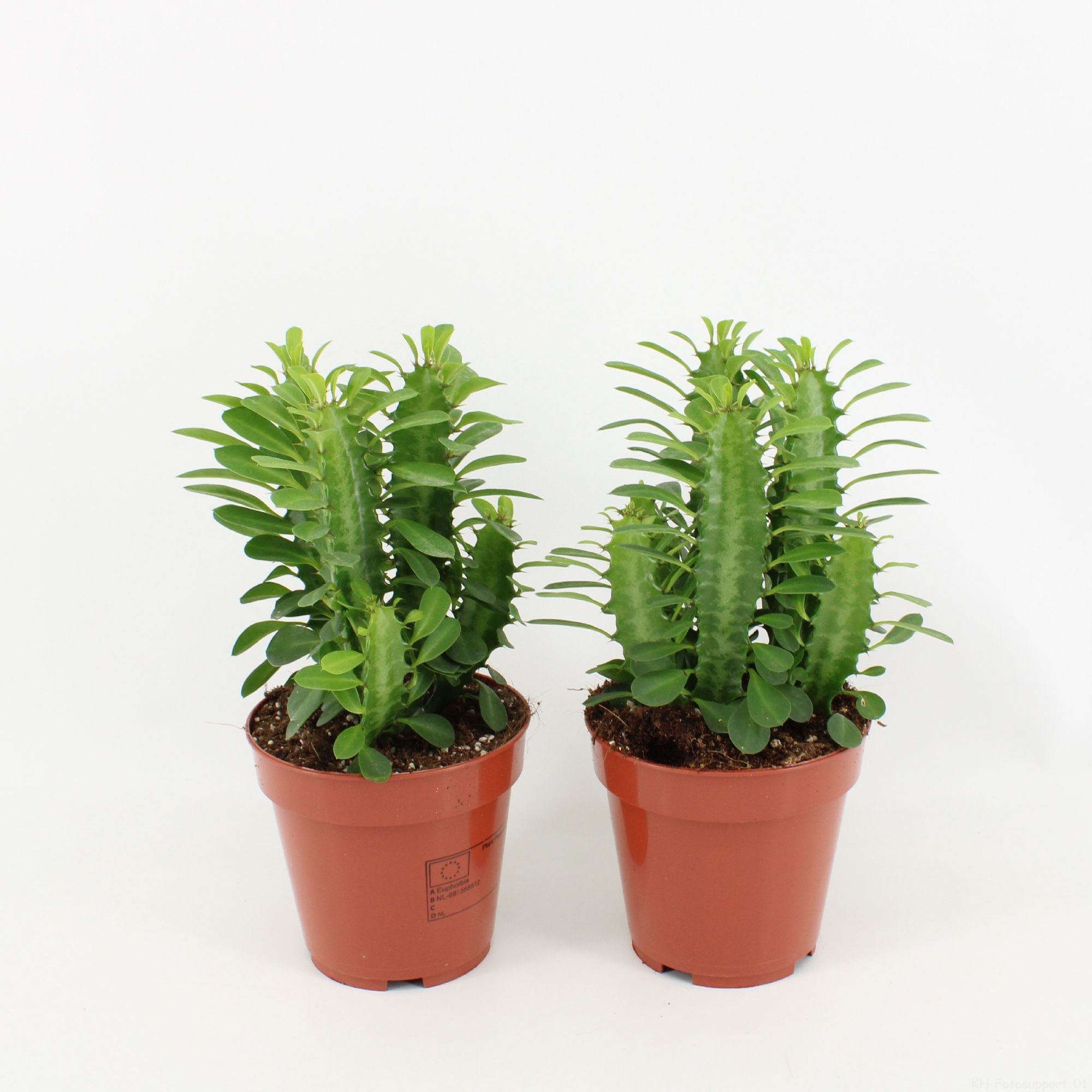 Euphorbia Trigona Groen, D 12