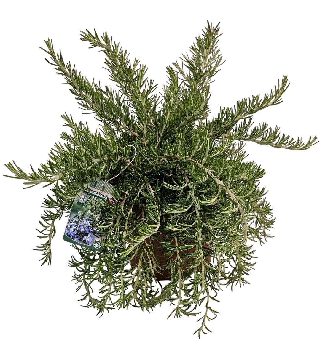 Rosmarinus Prostratus Bush - 1154, D 19 cm