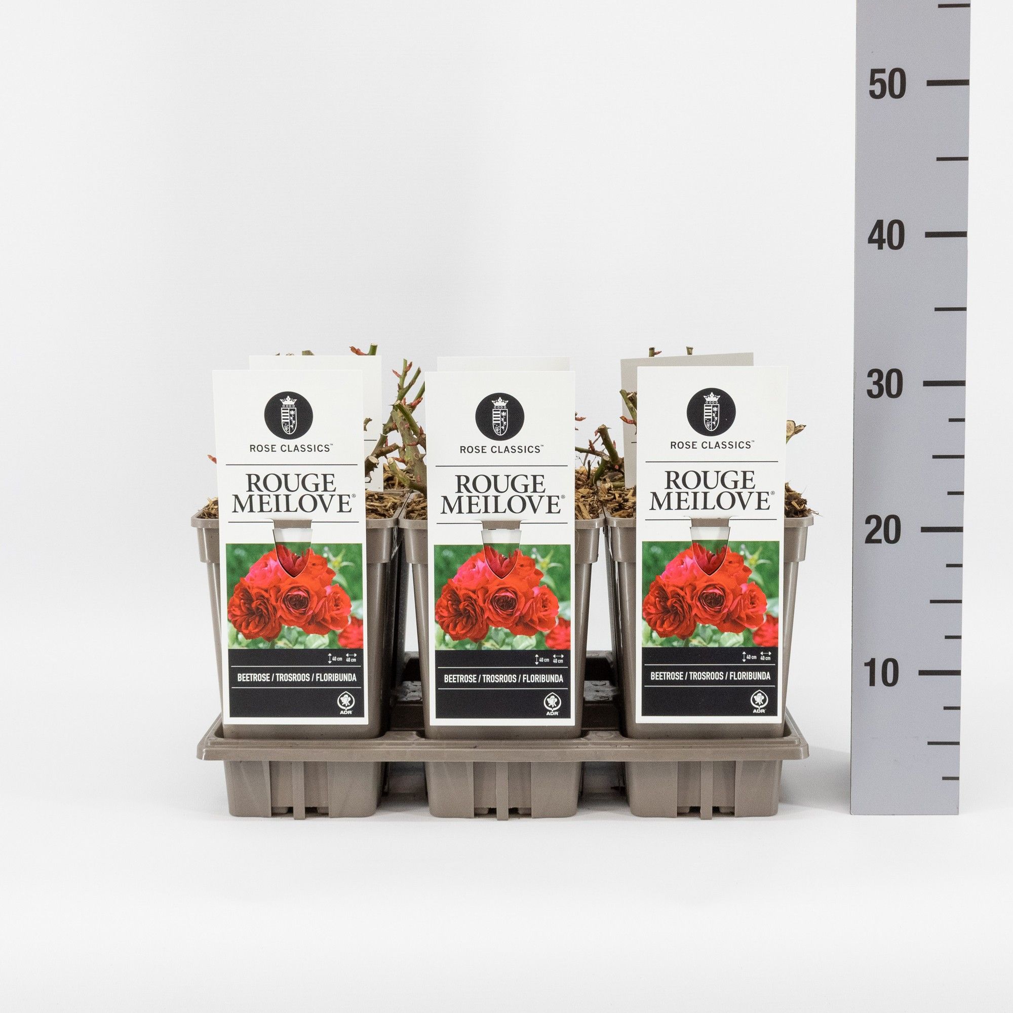 Rosa (F) Rouge Meilove ®, C3, D 17