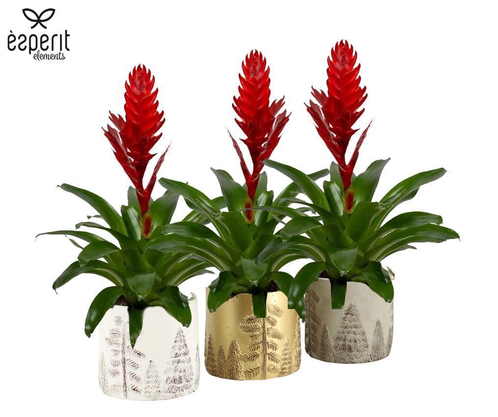 6501331: Solutionss X-mas, D 12