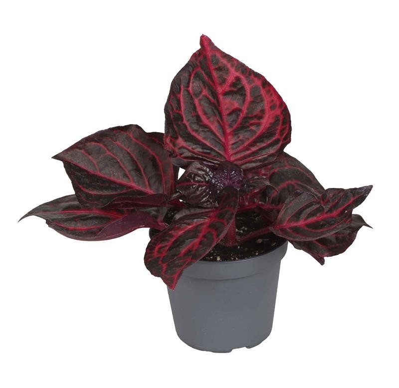 IRESINE HERBSTII BLOODLEAF, D 6 cm IRESINE HERBSTII BLOODLEAF, D 6 cm