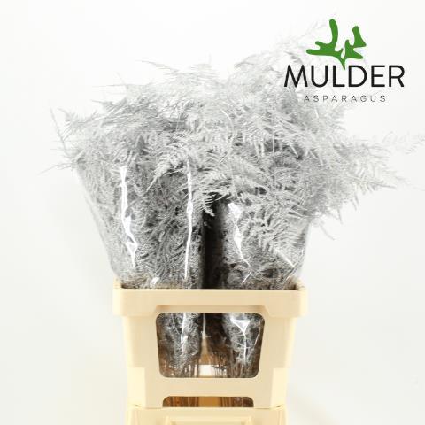 Аспарагус Овериг Крашеный (краш. ) 65, шт.