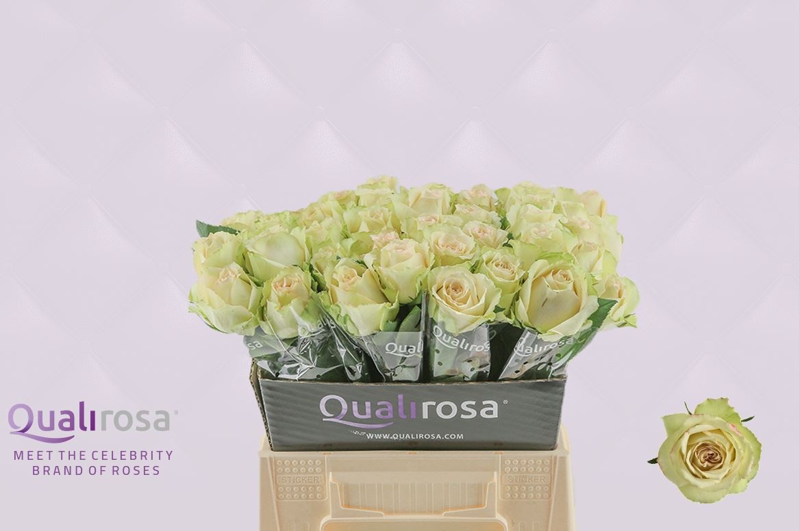 Роза од. Гипноз 40, шт.