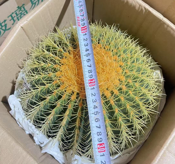 Кактус Бьютифул Тайгер 30 30