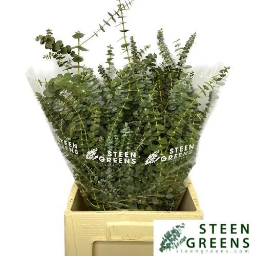 Эвкалипт Бэйби Блю за пучок 70, пуч.