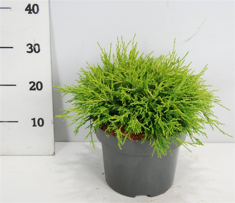 Chamaecyparis p. 'Sungold', D 23