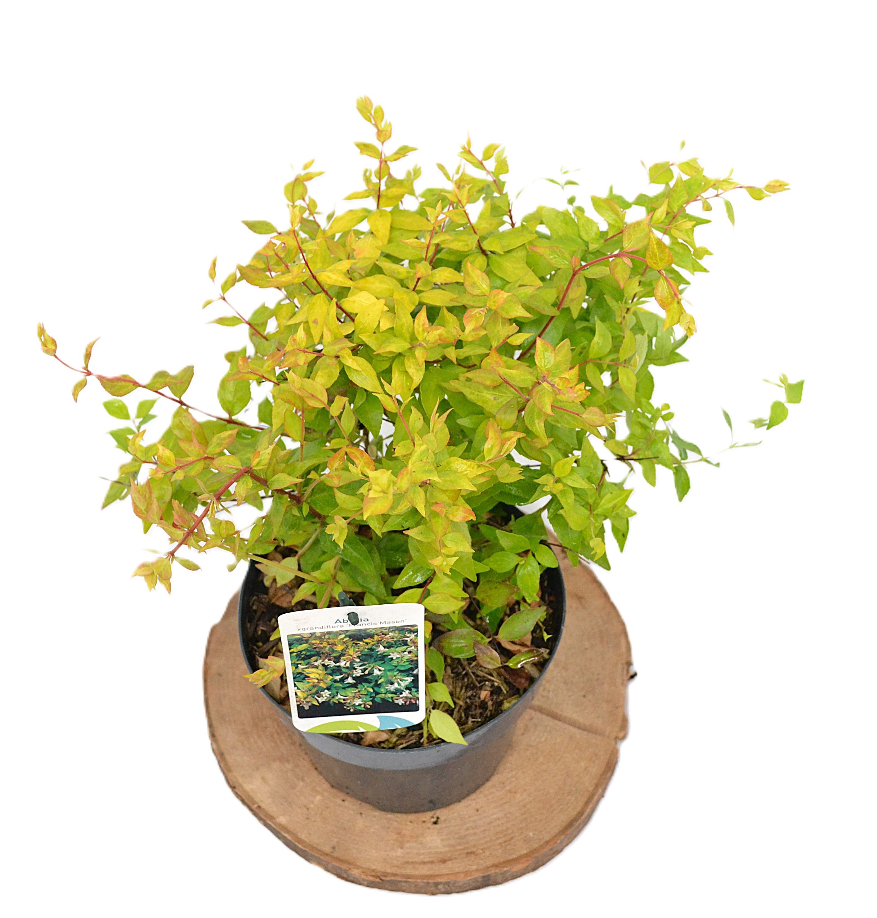 Abelia grandiflora 'Francis Mason' C3, D 19