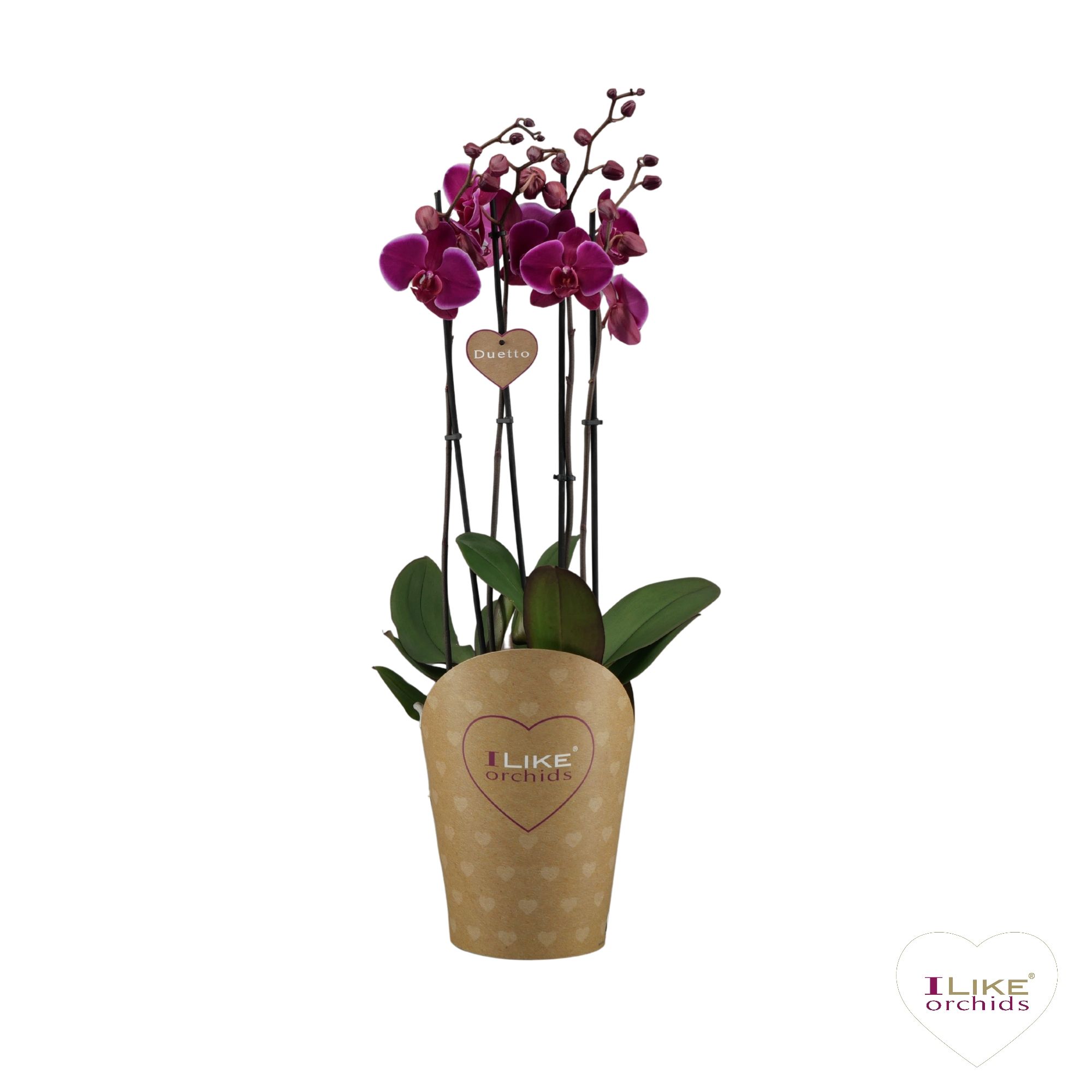 Duetto Starsailor 3-tak, D 17