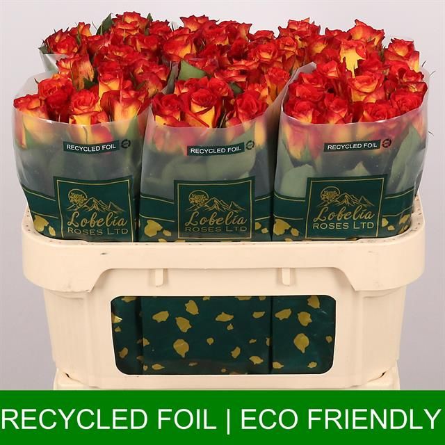 Роза од. Кэтч 70, шт.