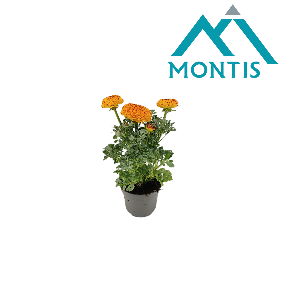 Ranunculus Sprinkles Yellow Red Bicolor 13 cm, D 13