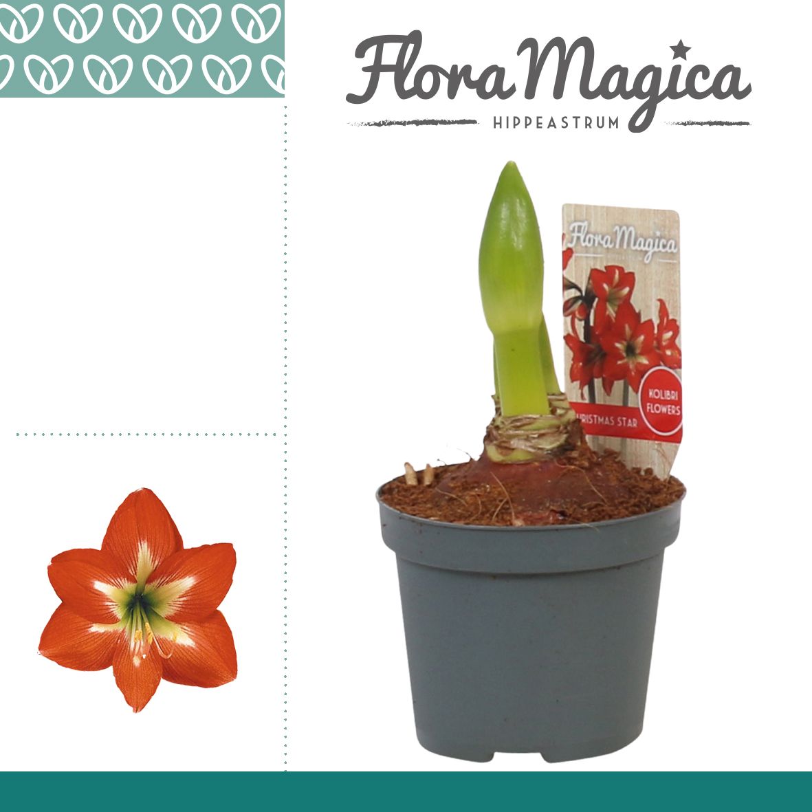 Amaryllis Kolibri Christmas Star 2 Knop, D 9 cm