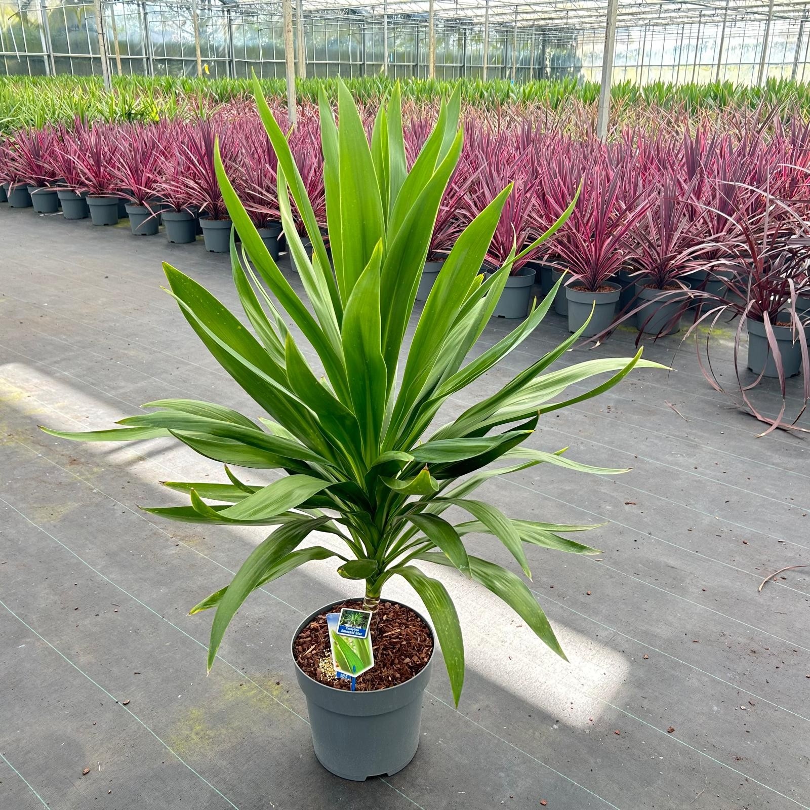 Cordyline Emerald Star ('Broadsword'PBR), D 32