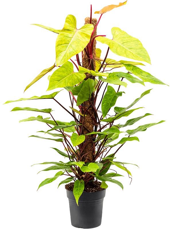 Philodendron 'Painted Lady', D 24