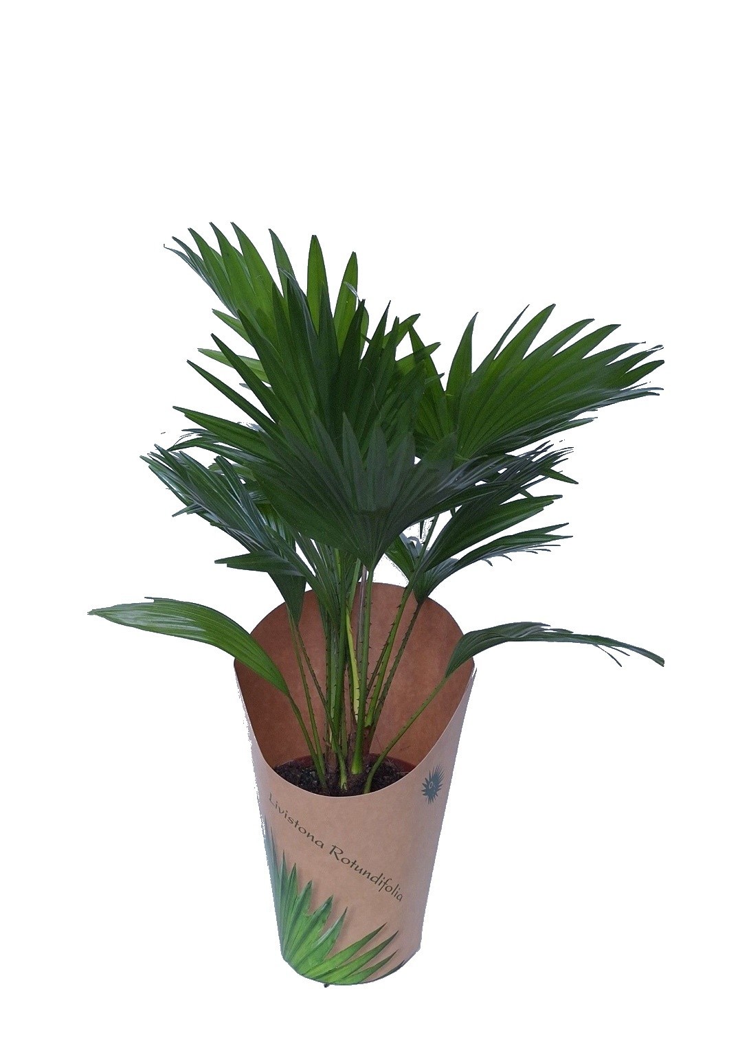 Livistona in potcover, D 14