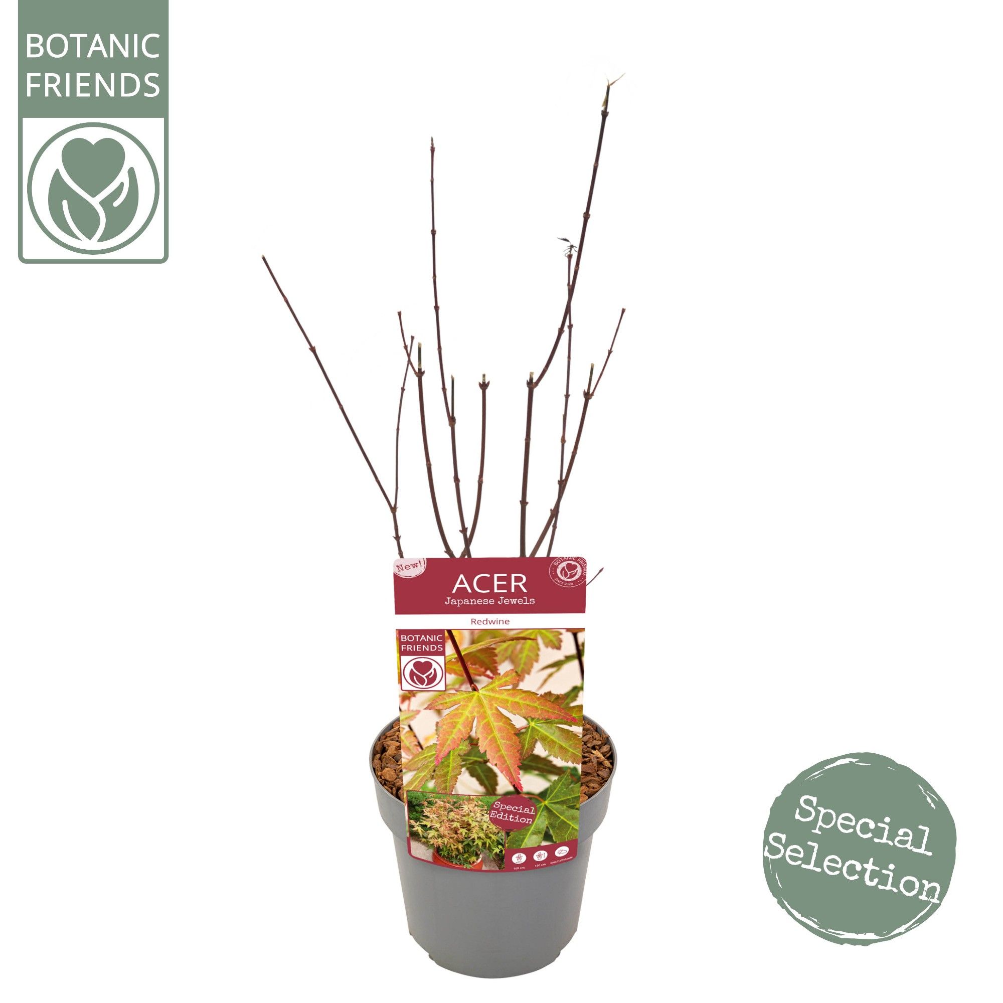 Acer palm. 'Redwine' ®, D 19