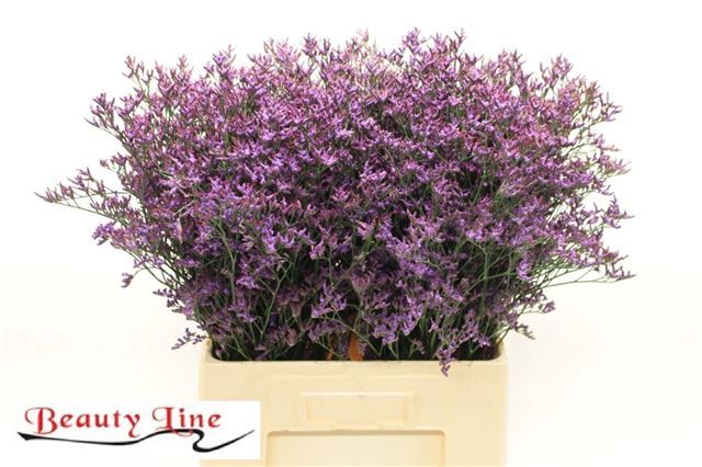 Лимониум Сафора Дарк Блю 70, шт.