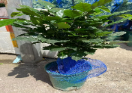 Радермахера китайская 15 14 35