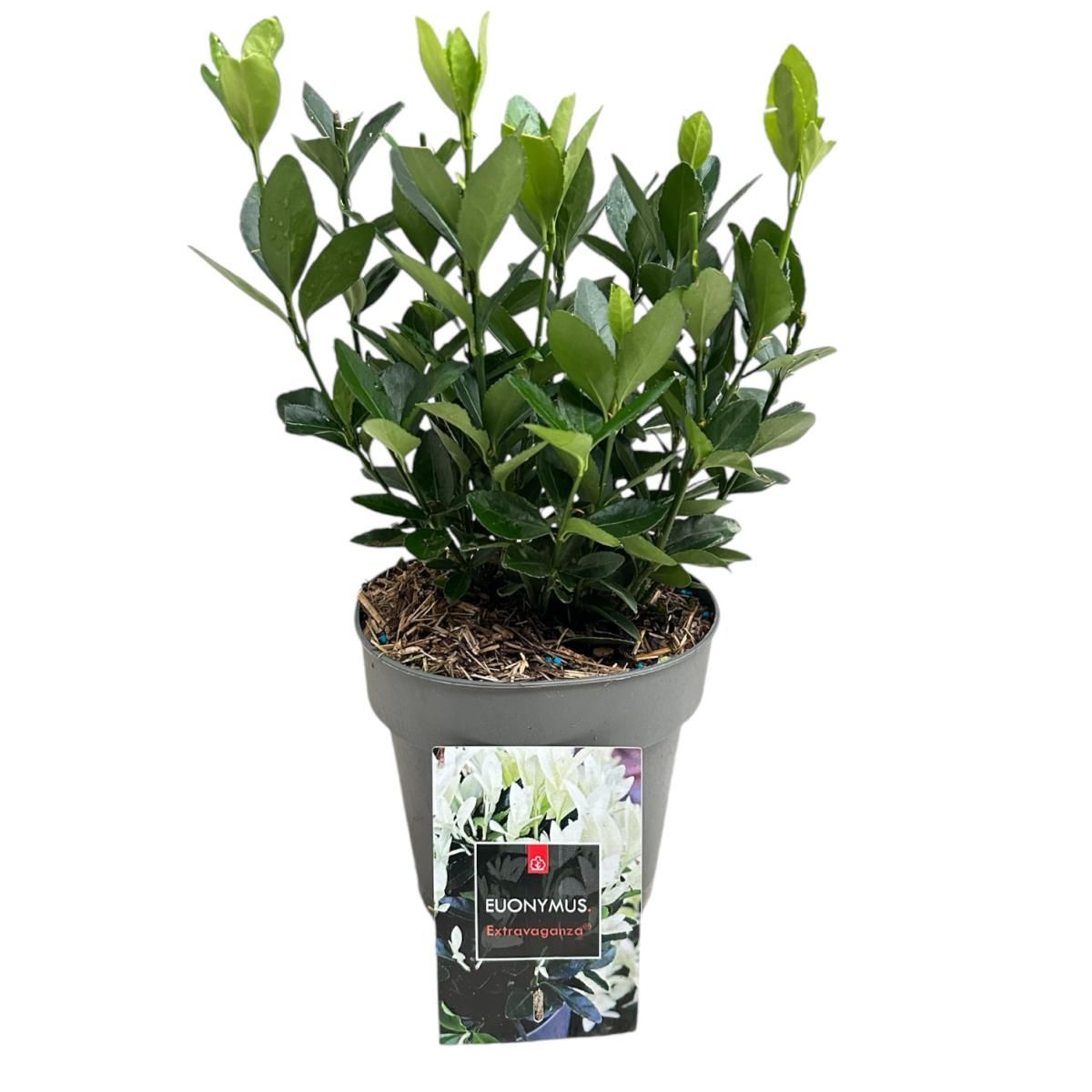 Euonymus jap. Extravaganza, D 15