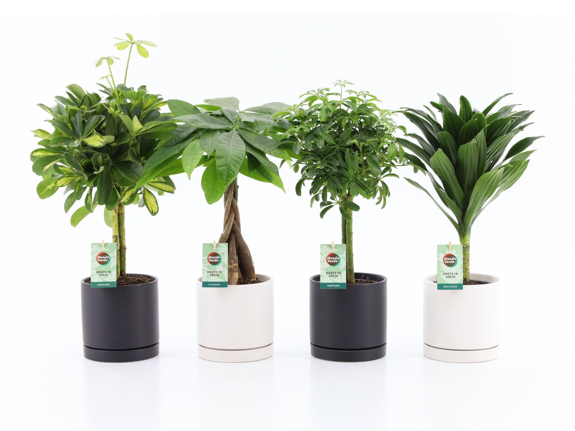 Stammenmix in Hainan Keramiek, D 14