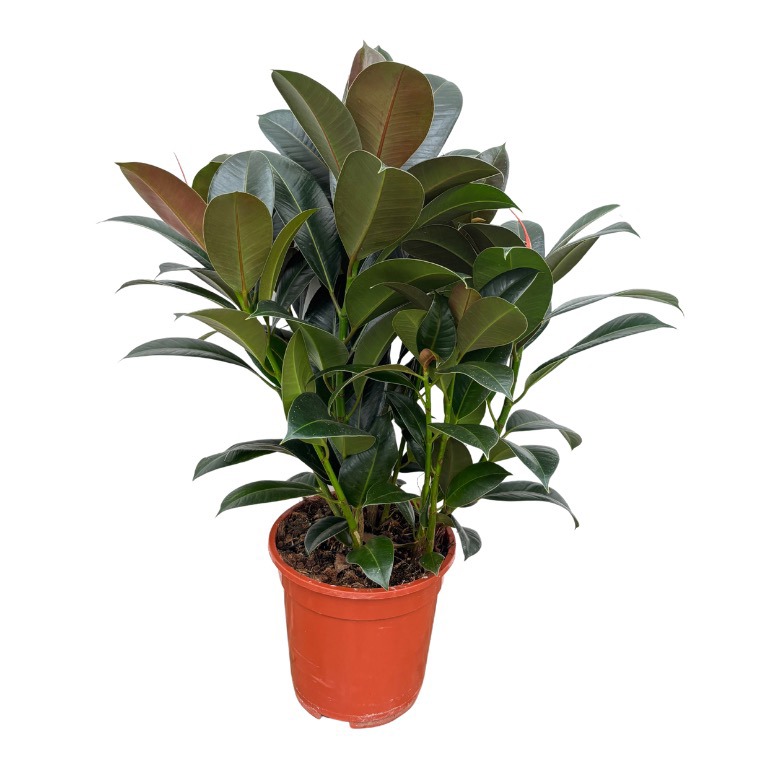 Ficus 'Cyathistipula' toef - 80cm, D 21 cm