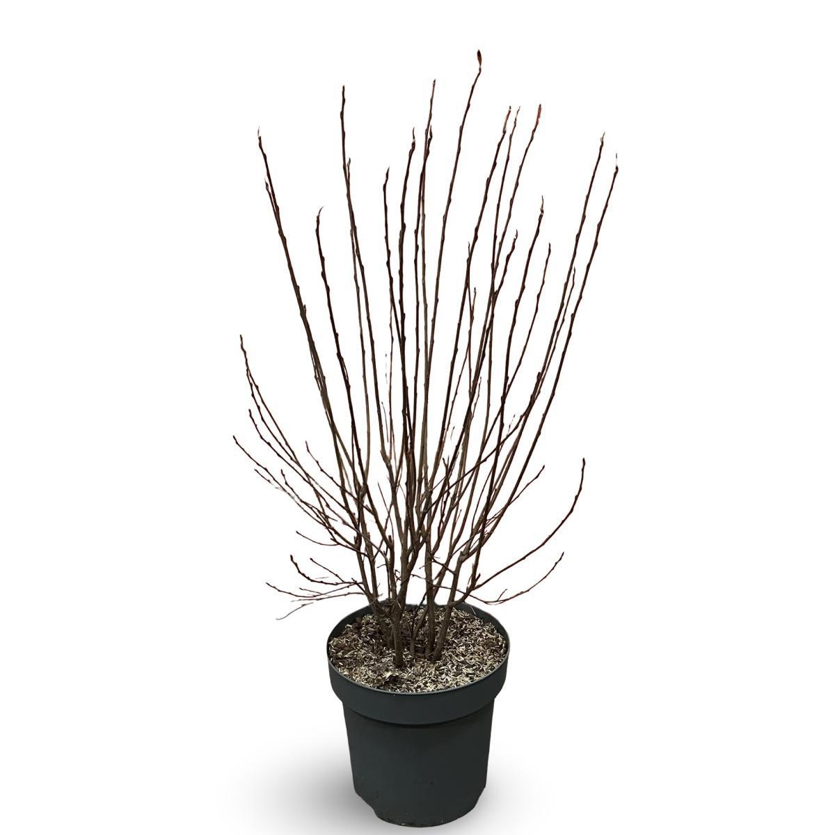 Aronia melanocarpa, D 31