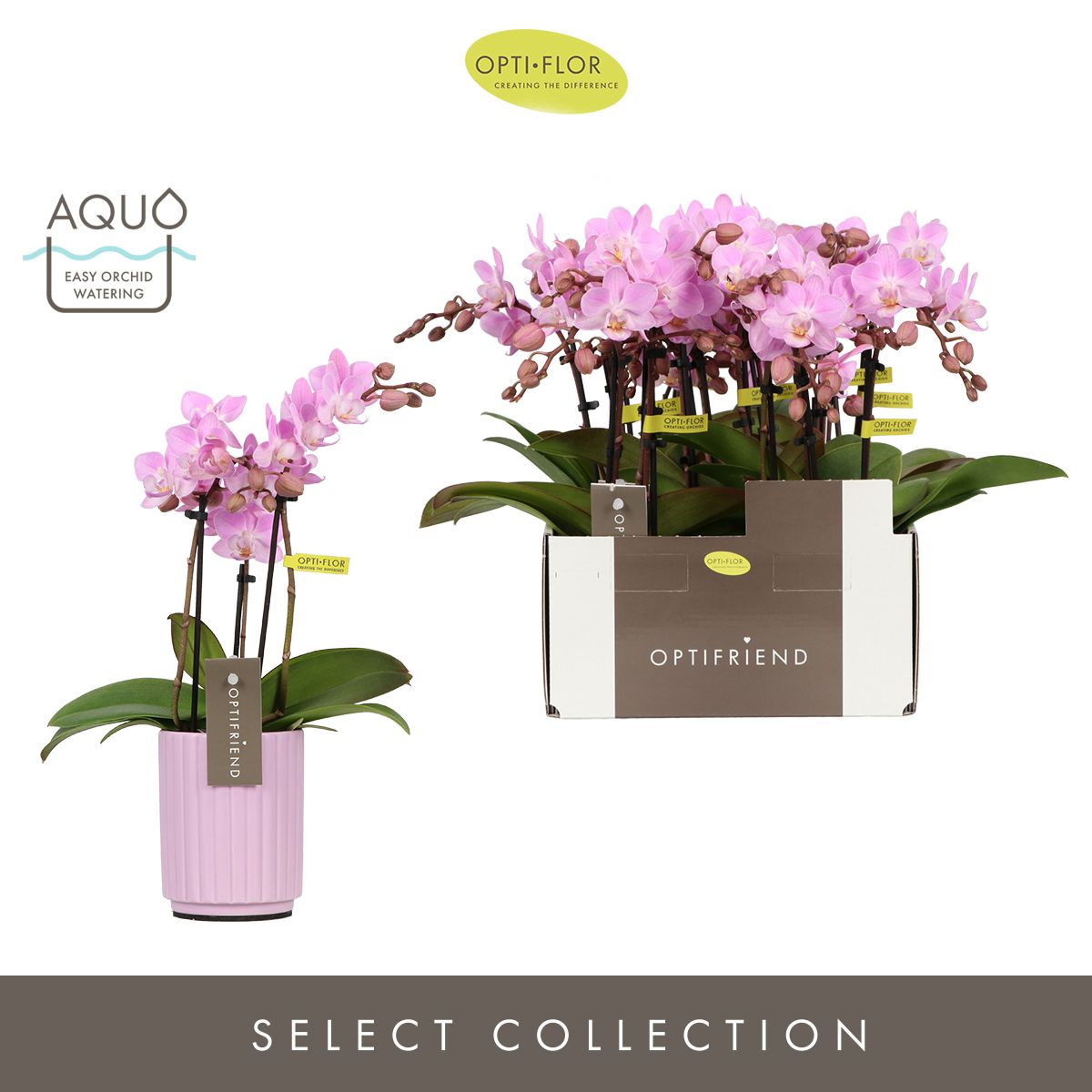 Optifriend Lieke 3 spike in Molise Lilac Aquo, D 7 cm