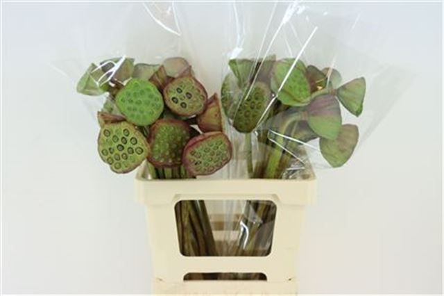 Нелумбо Нуцифера 65, шт.