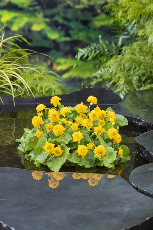 Caltha palustris 'Multiplex', D 9