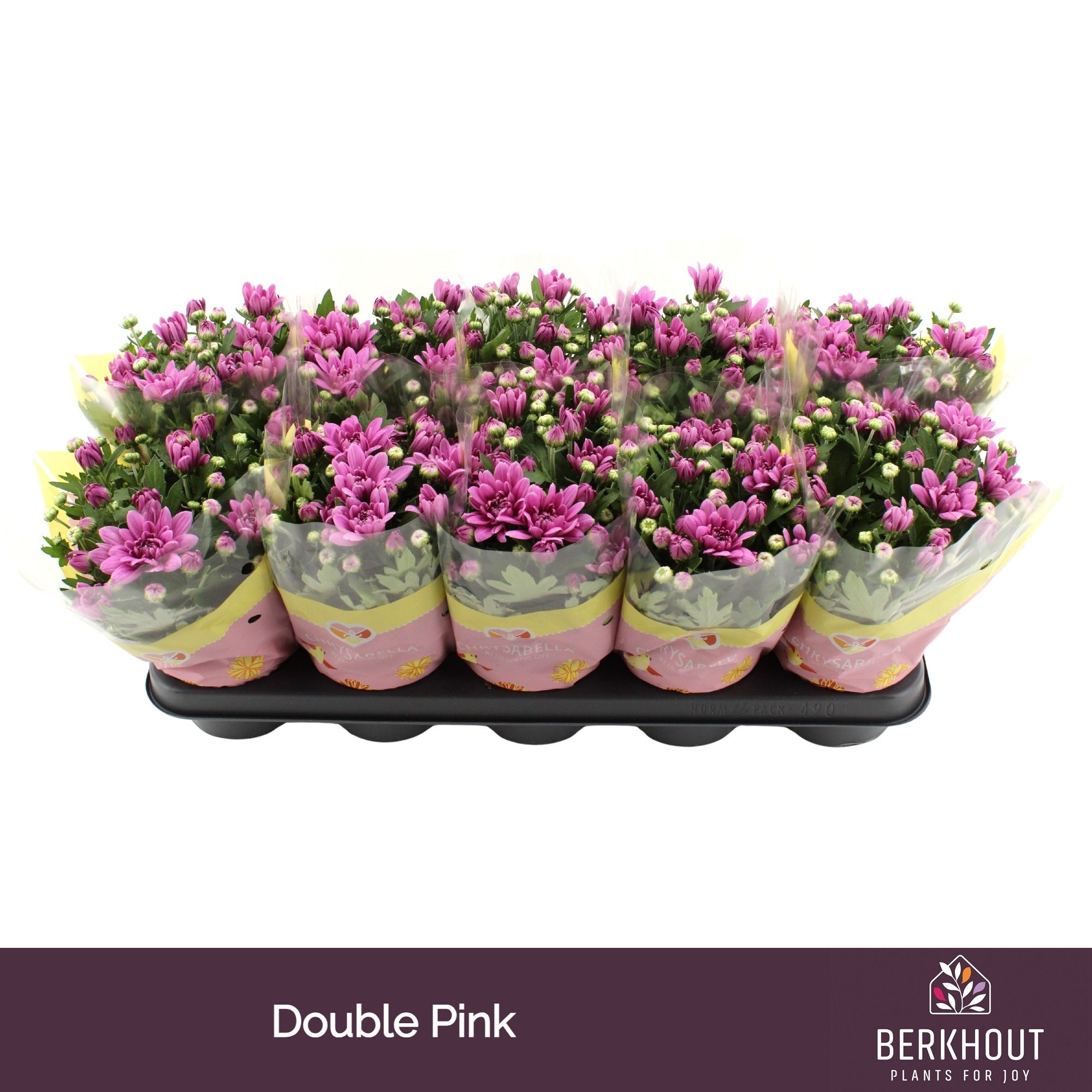 Chrysant Dynamic, D 12