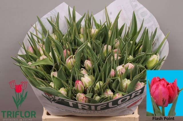Тюльпан дв. Флэш Поинт (ярко-роз.), шт.