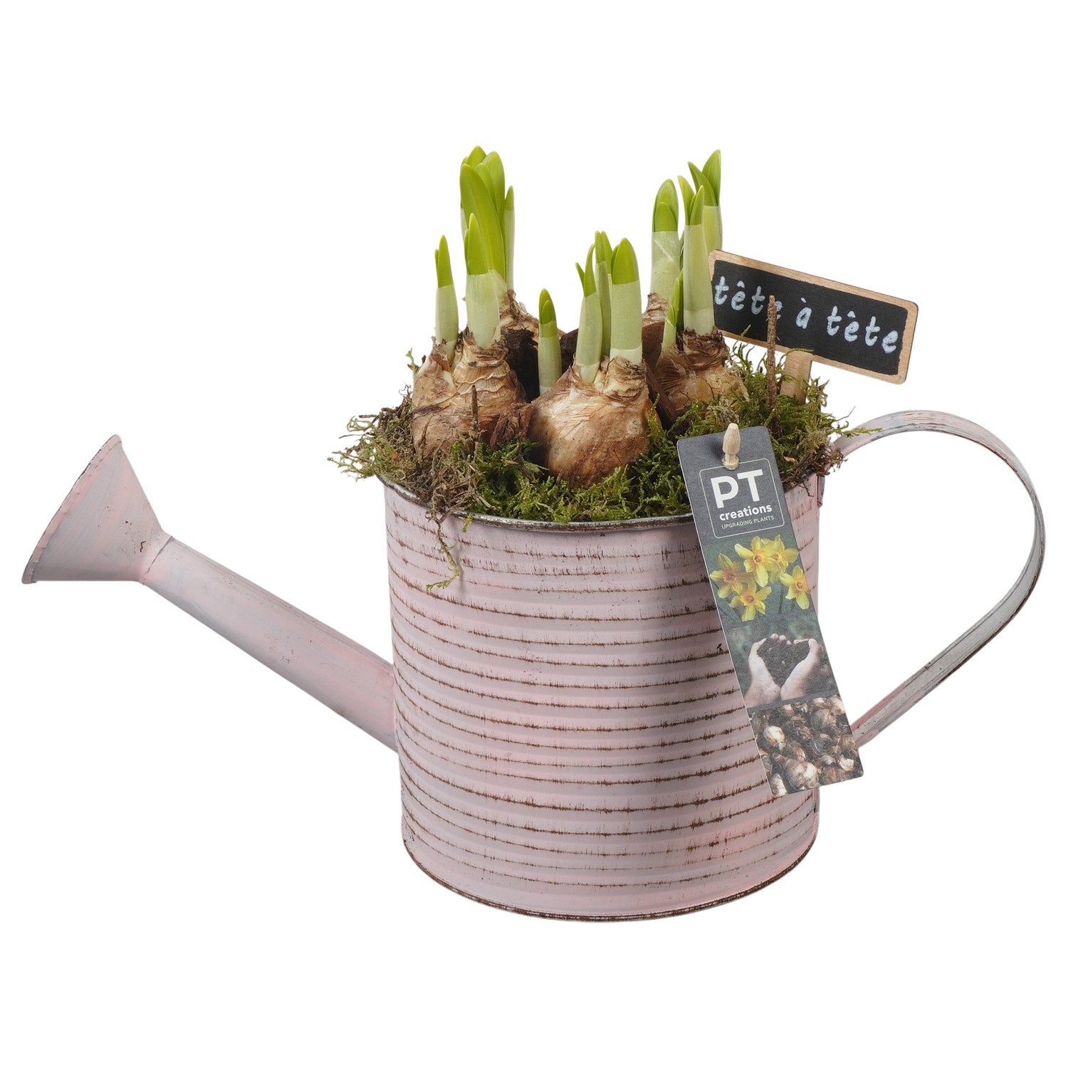 PTN8544 Arrangement Narcissus in zink gieter, D 14