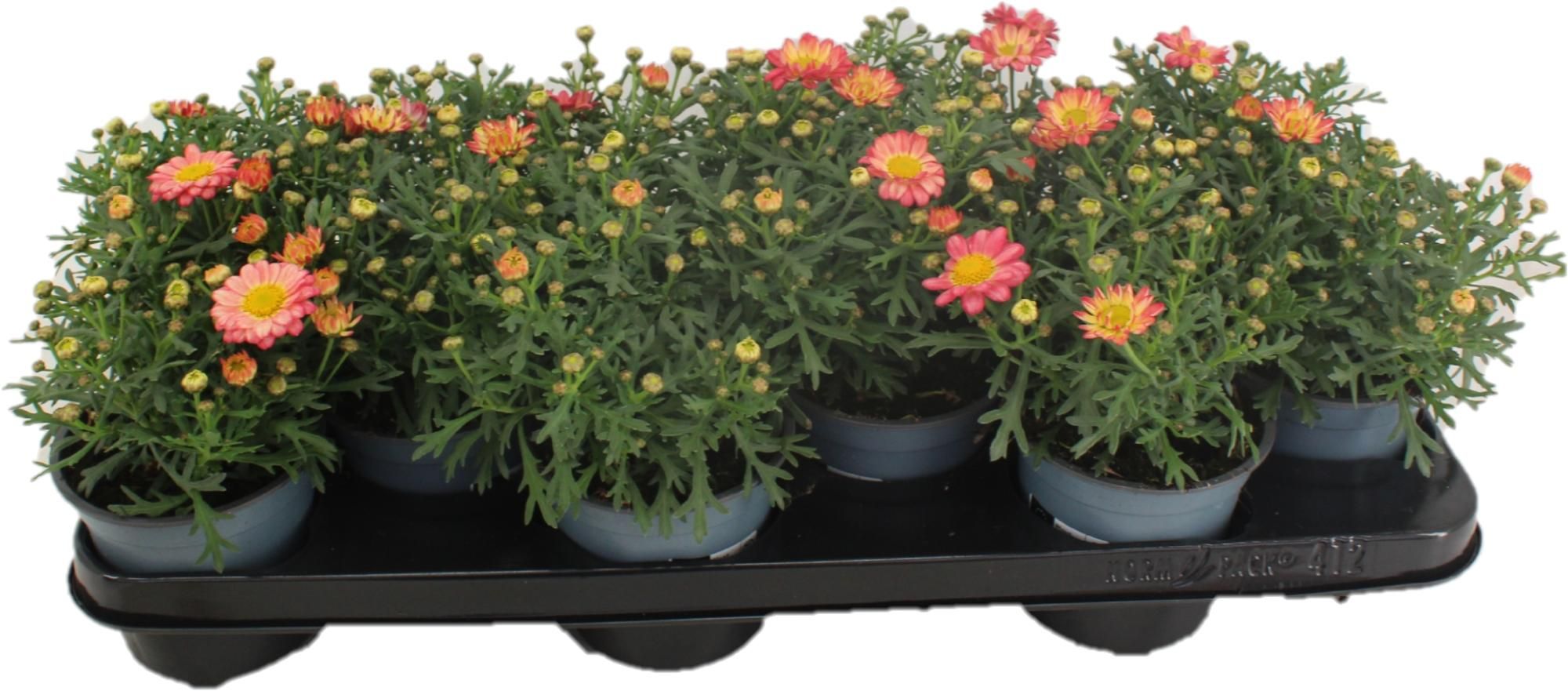 Argyranthemum Frutescens Apricot, D 10,5