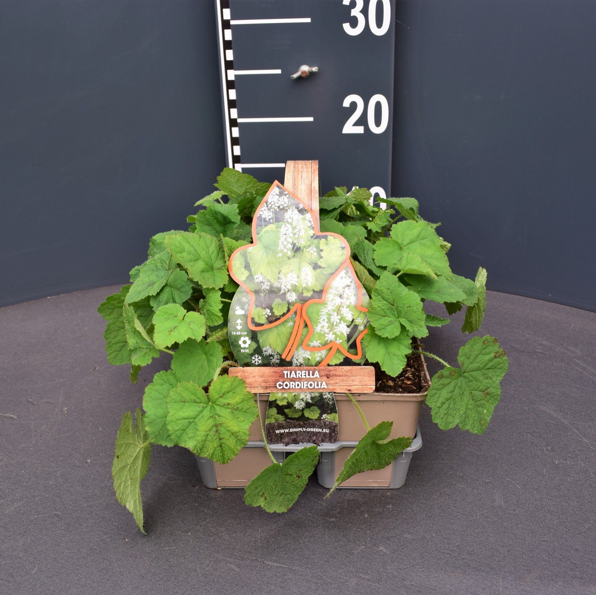 Tiarella cordifolia (6-Pack), D 9 cm