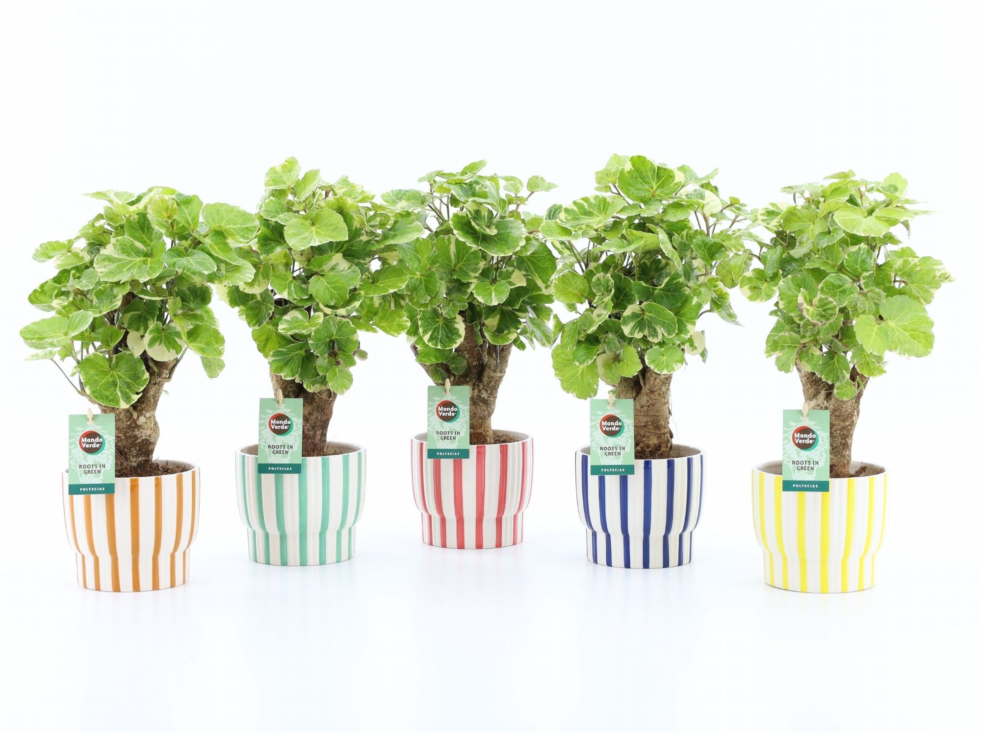 Polyscias Balfouriana in Pastel Stripe, D 13