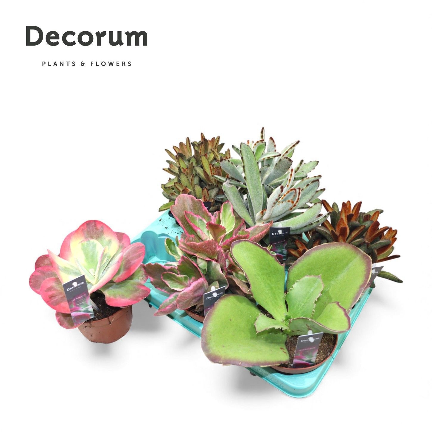 Kalanchoe Mix (Decorum), D 13