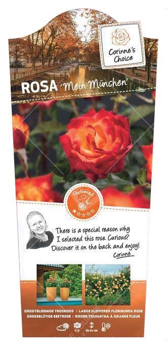 Rosa 'Mein München'- 60 Stam - Basic Collection, D 24