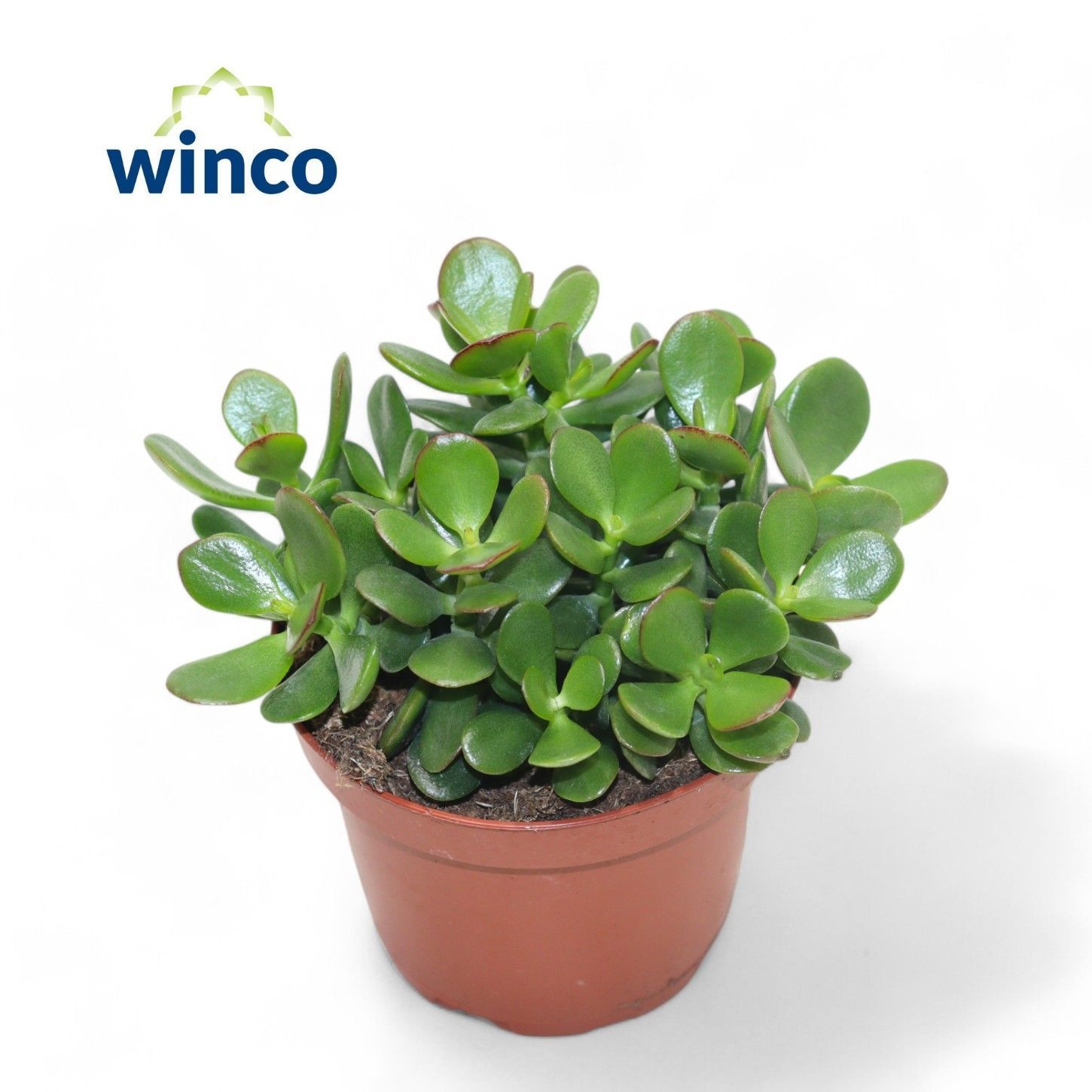 Crassula Minor, D 10,5