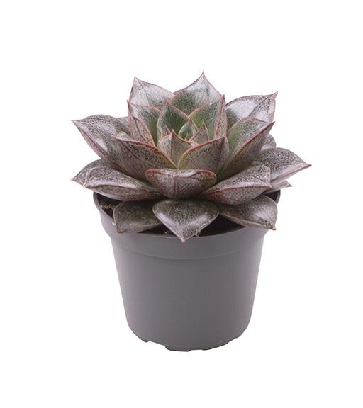 ECHEVERIA-HYBRID 'PURPUSORUM', D 6