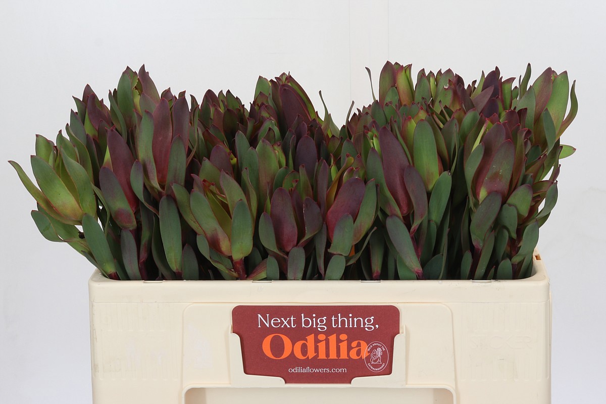 Леукадендрон Сеньорита 50, шт.